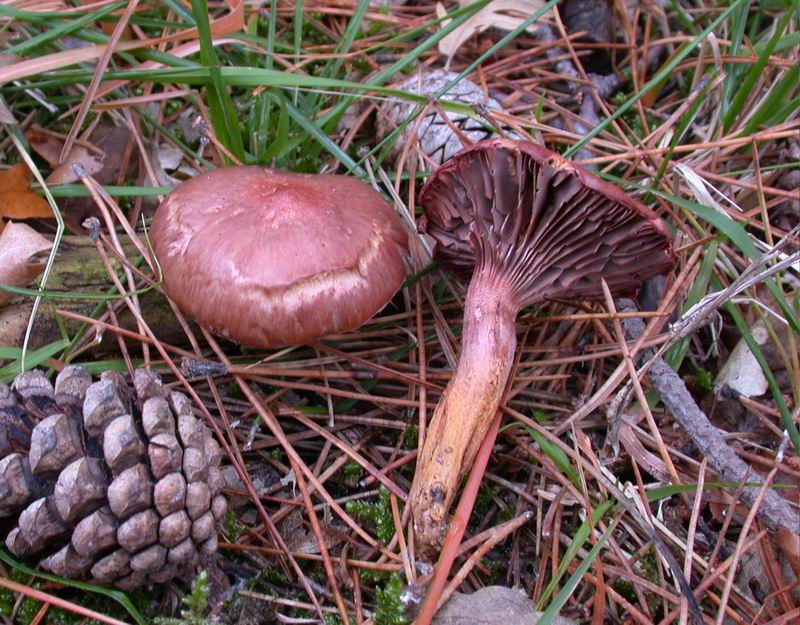 Escursione mirata   a Tricholoma portentosum